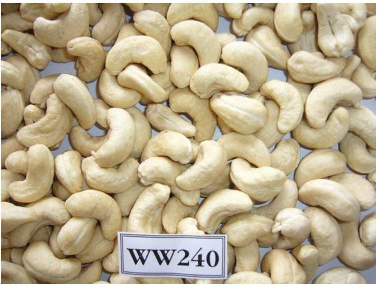 Raw Cashew Nuts WW240 expoter