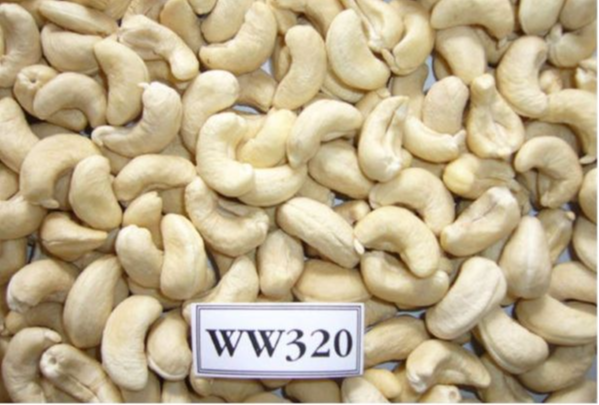 Raw Cashew Nuts WW320 for sale