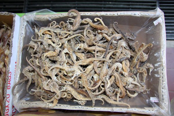 DRIED SEA HORSE AND  SEA CUCUMBER