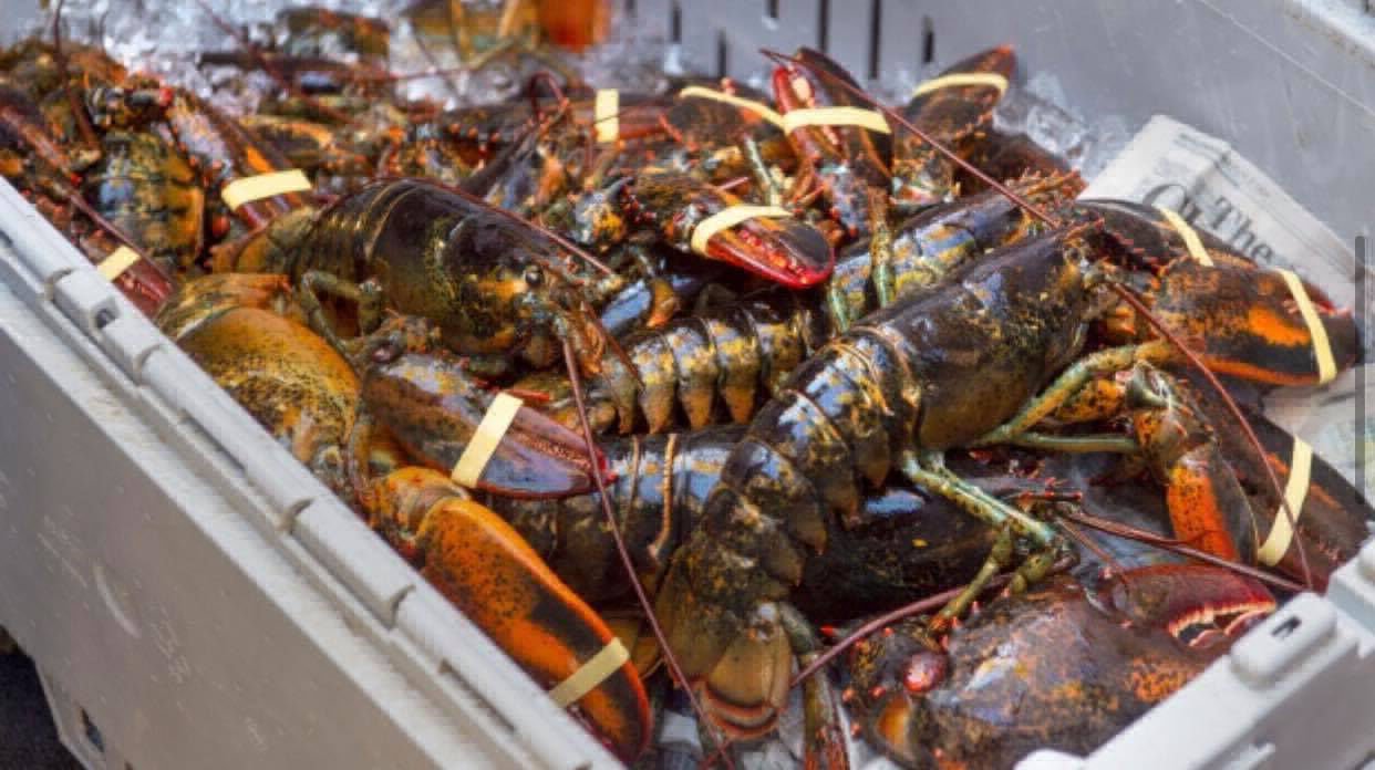 Fresh Frozen Lobsters for sale