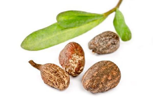 Shea Nuts For Sale